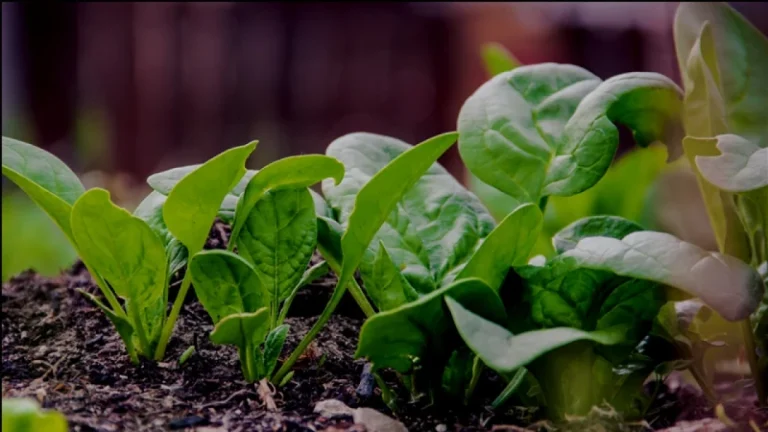 ত্বকের সমস্যায় উপকারী পুঁইশাক