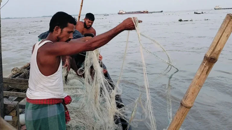 ভরা মৌসুমে মুখ থুবড়ে পড়েছে ইলিশ আহরণ