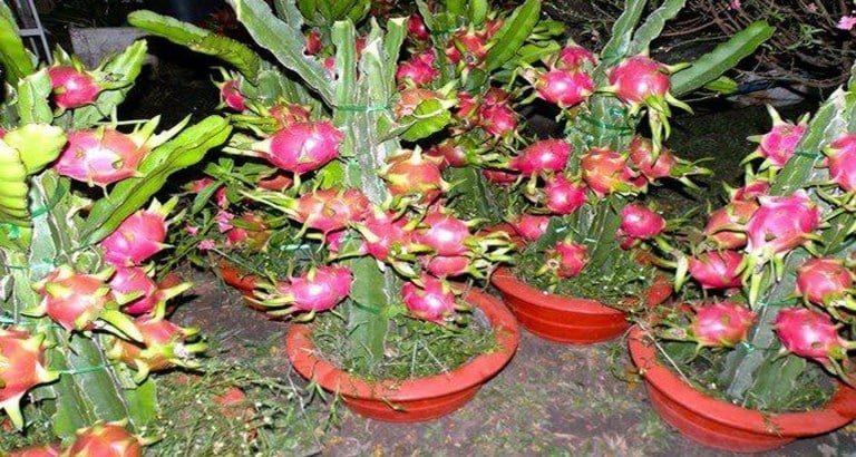 ছাদে ড্রাগন ফল চাষ