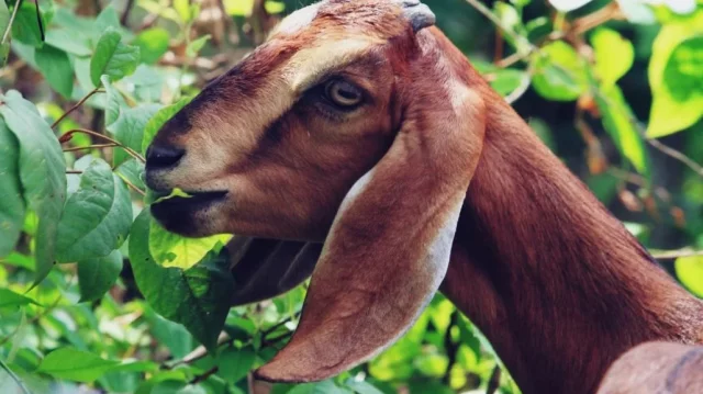 রাঙ্গাবালীতে ছাগলে ধান খাওয়া নিয়ে দুই পক্ষের সংঘর্ষ – আহত ৬