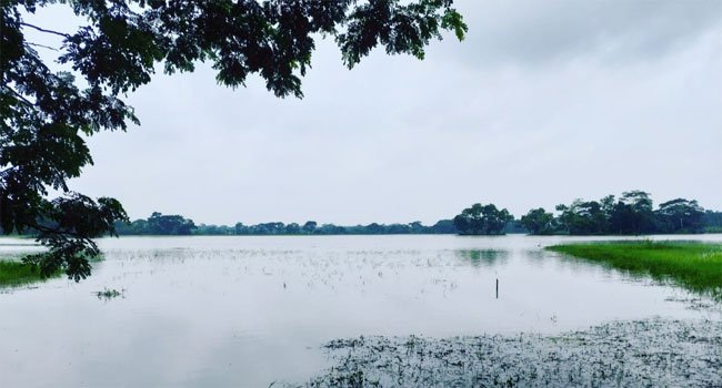 পটুয়াখালীতে কমতে শুরু করেছে আমন ক্ষেতের পানি
