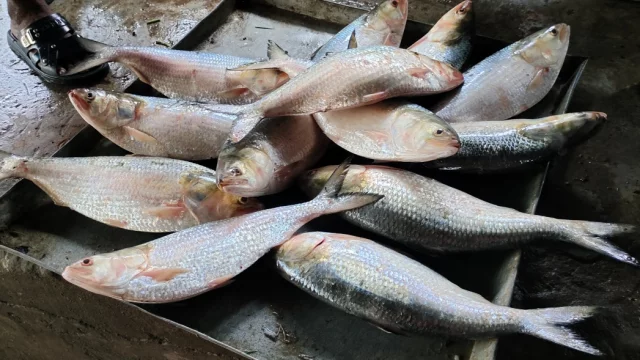 ১৩ অক্টোবর থেকে যে কারণে বন্ধ থাকবে ইলিশ ধরা