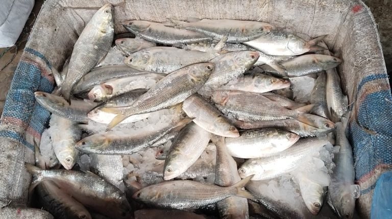 বরিশালে জেলেদের জালে ধরা পড়ছে ইলিশ, কমেছে দাম