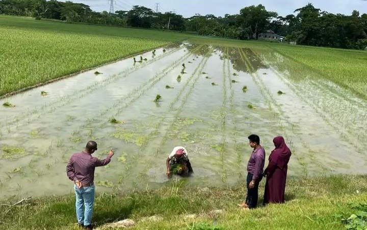 শেষ সময়ে ব্যস্ততায় এখন দিন পার করছেন পটুয়াখালীর কলাপাড়ার কৃষকরা