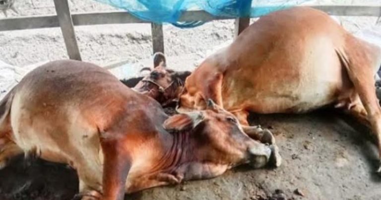 গলাচিপায় বজ্রপাতে ৩ গরু নিহত