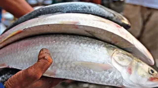 দিল্লিতে ৪৩০০ টাকা কেজিতে বিক্রি হচ্ছে ইলিশ!