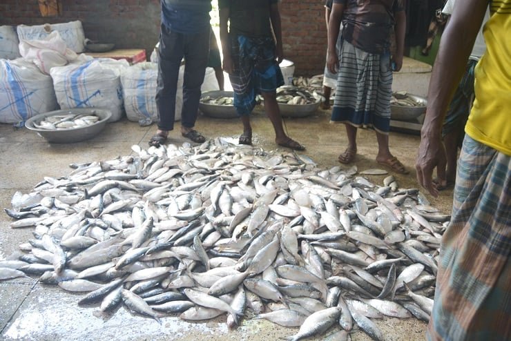 পটুয়াখালীতে ভরা মৌসুমেও ইলিশের আকাল – দুশ্চিন্তায় জেলেরা