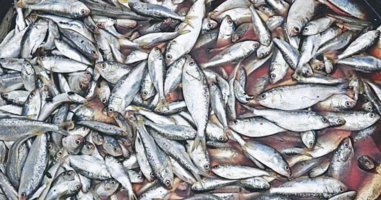 ইলিশের দাম কেজিতে কমেছে ৫০-১০০ টাকা