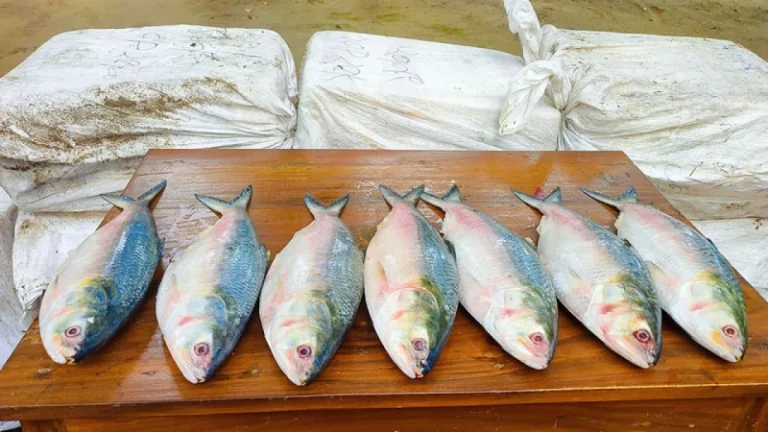 ভারতে পাচার হচ্ছিল ইলিশ, জব্দ করল বিজিবি