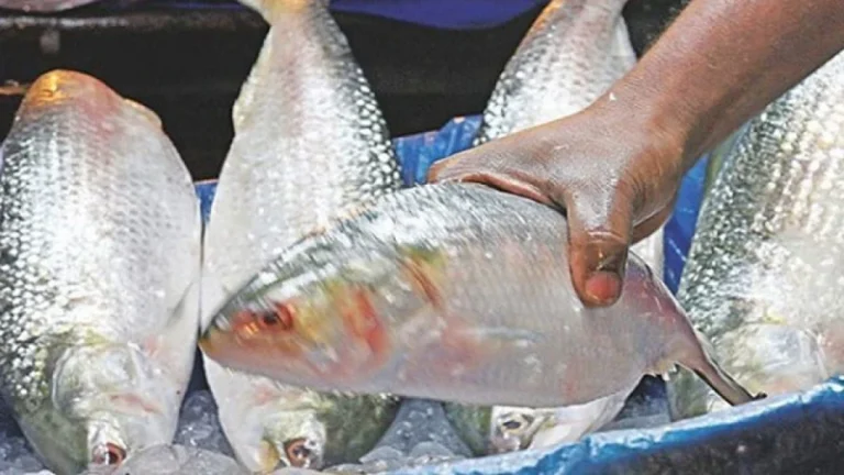 কাল ভারতে যাচ্ছে বাংলাদেশের ইলিশ