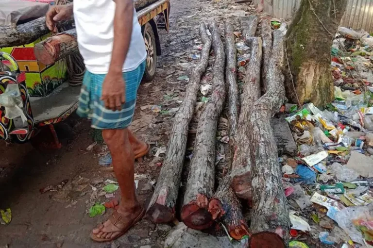 কুয়াকাটায় ১১ পিস সুন্দরী গাছ উদ্ধার