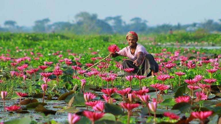 বরিশালে শীতকালীন সৌন্দর্য: ভ্রমণের অসাধারণ গন্তব্য