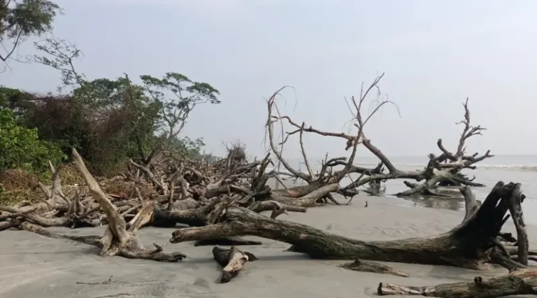 সমুদ্রে ভেসে যাচ্ছে কোটি টাকার গাছ, তদারকি নেই বন বিভাগের