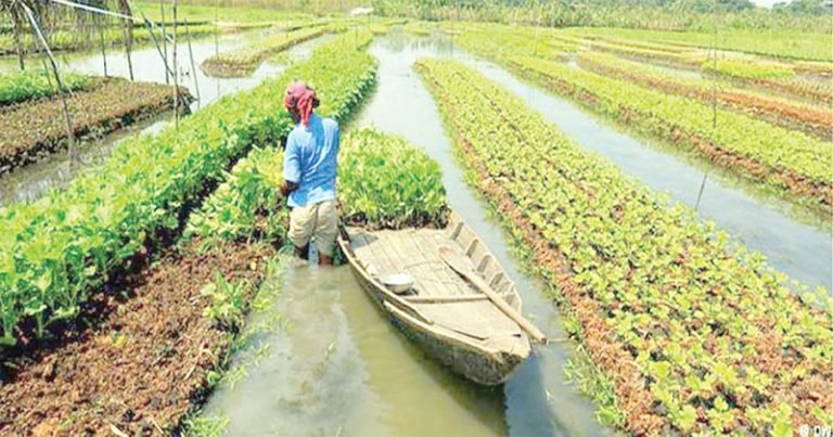 বরিশালে ১৬ লাখ টন সবজি উৎপাদনের লক্ষ্যে মাঠে কৃষি যোদ্ধারা
