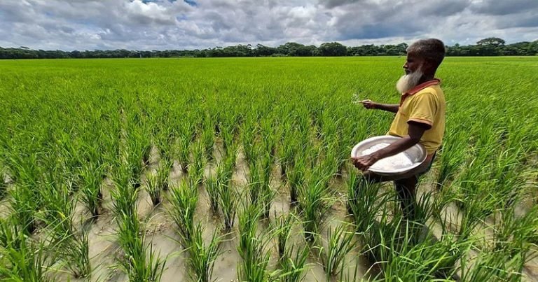 বরিশালে আমন উৎপাদনে আবাদ অতি বর্ষণে চরম দুঃশ্চিন্তায় কৃষকরা