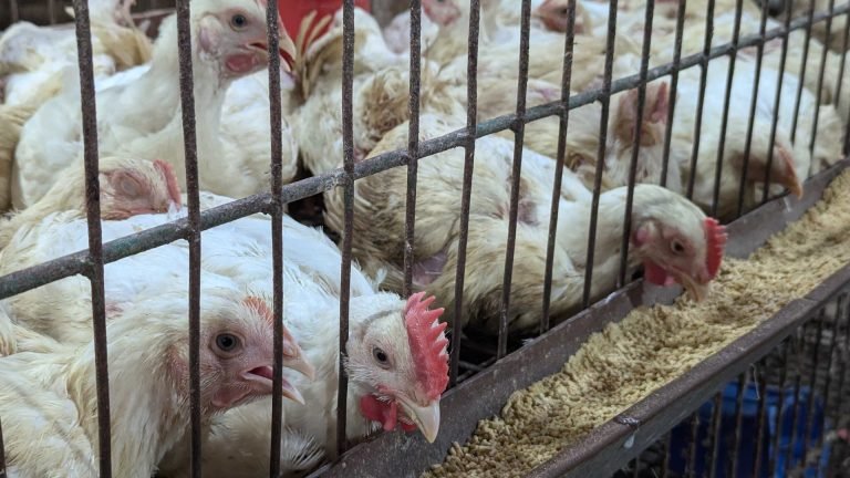 দ্রব্যমূল্যের ঊর্ধ্বগতিতে নিম্ন ও মধ্যবিত্তের নাভিশ্বাস!