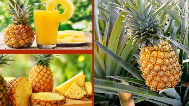 সুস্বাদু মিষ্টি আনারস চেনার সহজ উপায়
