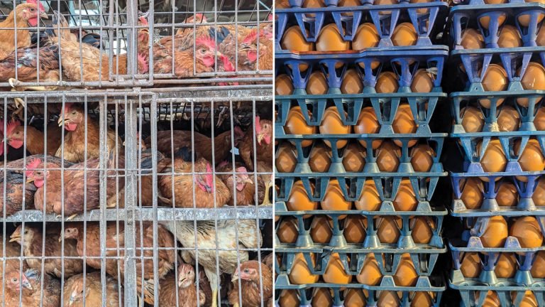 মূল্যবৃদ্ধি প্রতিরোধে আইনজ্ঞ ও অর্থনীতিবিদ নিয়োগের সুপারিশ