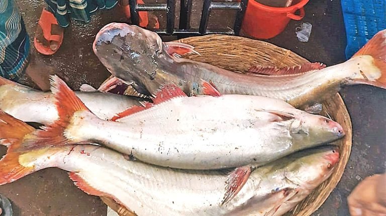 বরিশালে ইলিশ শূন্য মোকামে পাঙ্গাসের দাপট