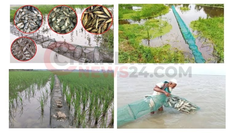 চায়না দুয়ারি জালে অস্তিত্বসংকটে দেশি মাছ