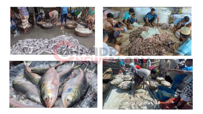 উপকূলে কাঙ্ক্ষিত ইলিশ মিলছে না – অন্য মাছে সয়লাব বাজার