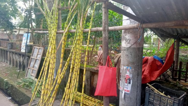 ঝালকাঠিতে ২১৫ হেক্টর জমিতে আখ চাষ, বাজারে দাম ভালো পাচ্ছেন কৃষকরা