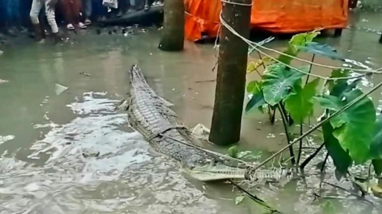 পটুয়াখালীতে জালে আটকা পড়লো ঘড়িয়াল – বেঁধে রাখলেন স্থানীয়রা