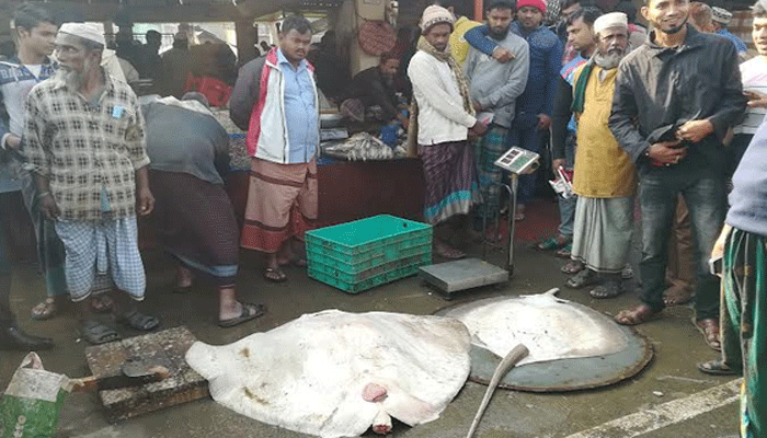 বরগুনায় ১২০ কেজি ওজনের শাপলাপাতা ৬০ হাজার টাকায় বিক্রি