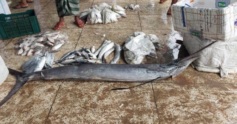 বঙ্গোপসাগরে জেলের জালে ধরা পড়লো ৩০ কেজির একটি পাখি মাছ