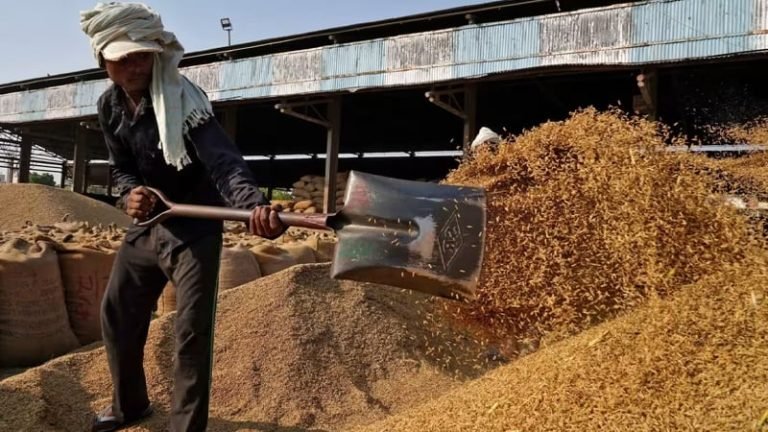 বিশ্ববাজারে চালের দাম হ্রাস পাচ্ছে