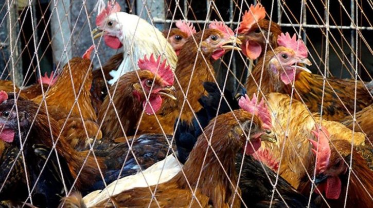 এবার অস্বাভাবিকভাবে বাড়ছে মুরগির দাম