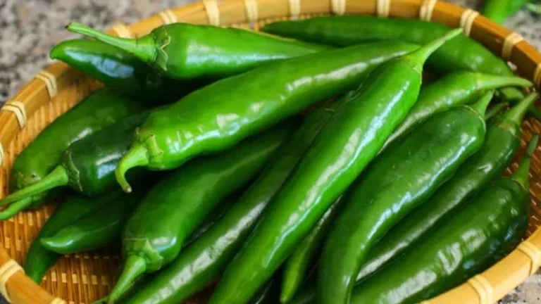 কাঁচা মরিচ কি সত্যিই স্বাস্থ্যের জন্য উপকারী?