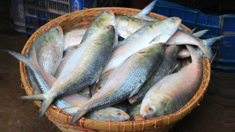 ভারতে গেল ৪৫৯ টন ইলিশ
