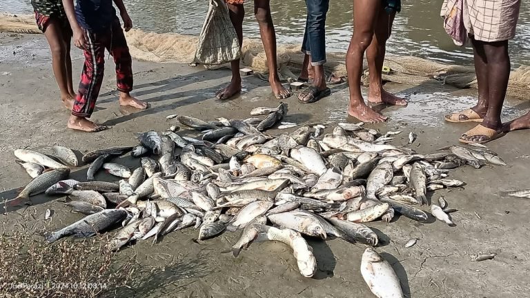 পটুয়াখালী মাছের ঘেরে বিষ প্রয়োগ, ১০ লাখ টাকার ক্ষতি