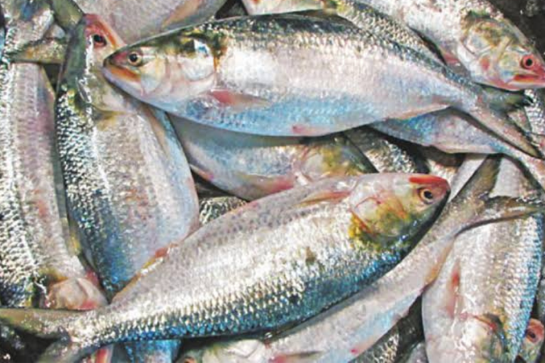 বরিশালে ইলিশ আড়তে’ কেন ইলিশের সংকট