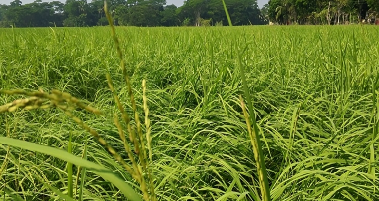 দুমকিতে আমন ধানের বাম্পার ফলনের সম্ভাবনা