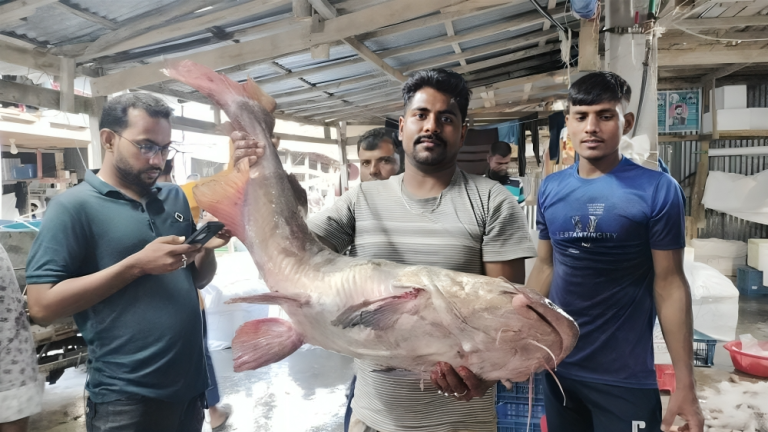 কুয়াকাটায় ১৫ কেজির বিশাল মেদ মাছ জেলের জালে
