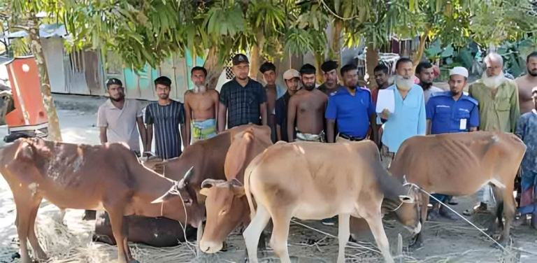 বাউফলে দুই দফায় উদ্ধার হলো ৬টি চোরাই গরু, মালিকের খোঁজ চলছে