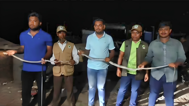 পটুয়াখালী সাপুড়িয়ার কাছ থেকে দাঁড়াশ ও পদ্ম গোখরা সাপ উদ্ধার