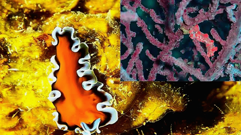 বিরল সামুদ্রিক কৃমির পুনরাবিষ্কার: ৭০ বছর পর বিজ্ঞানীদের সাফল্য