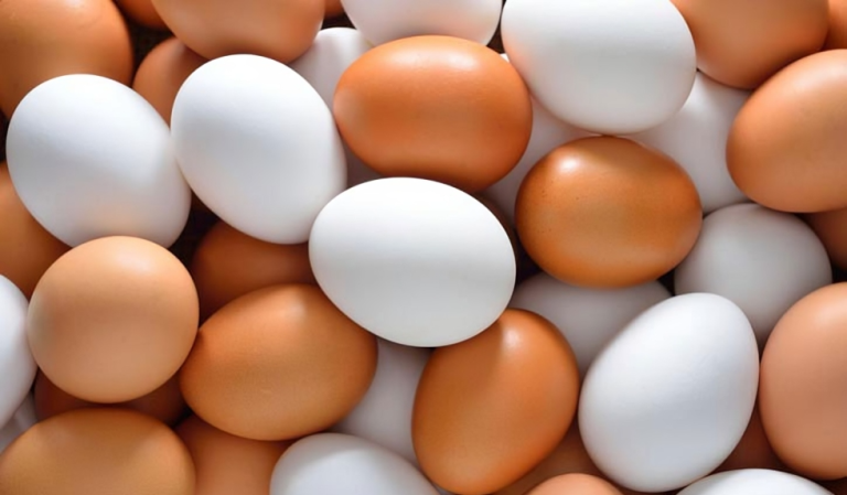 ডিম আমদানি বন্ধের আহ্বান জানাল বাংলাদেশ পোলট্রি অ্যাসোসিয়েশন