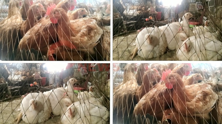 মুরগির দাম নিয়ে সাধারণ ক্রেতাদের হতাশা