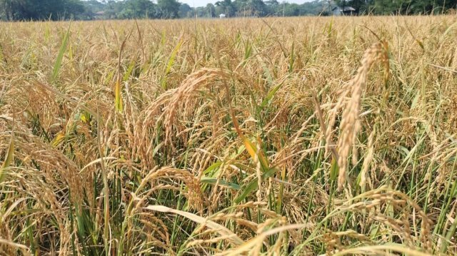 কলাপাড়ায় আমনের বাম্পার ফলন, কৃষকদের মুখে হাসি