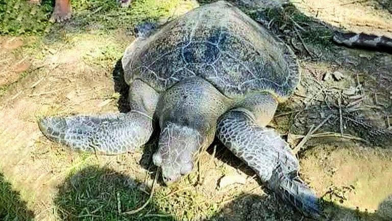 দশমিনায় জেলের জালে ৪০ কেজি ওজনের কচ্ছপ