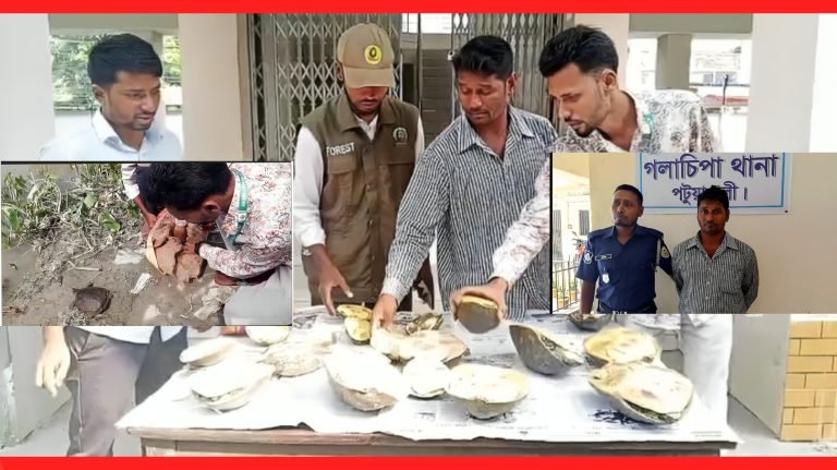 গলাচিপায় ১৭টি কাছিম উদ্ধার, পাচারকারীকে এক বছরের কারাদণ্ড