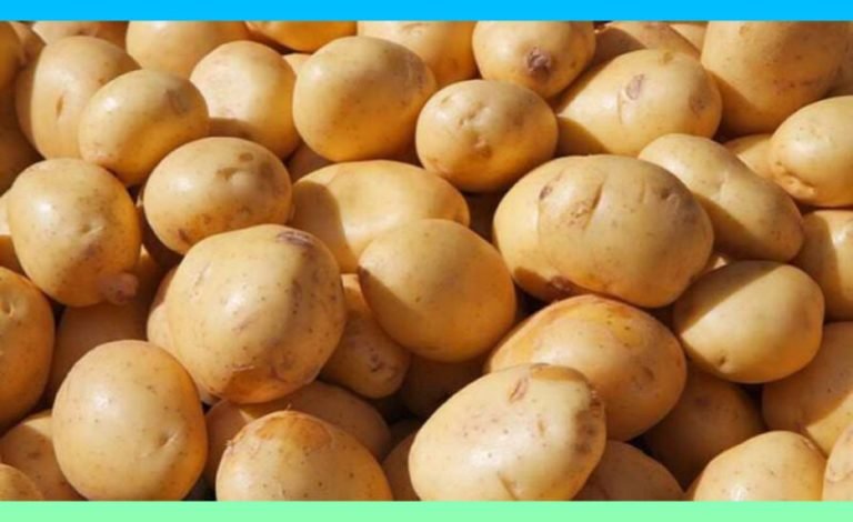 গলাচিপায় আলুর বীজের সংকট, কৃষকরা চিন্তিত