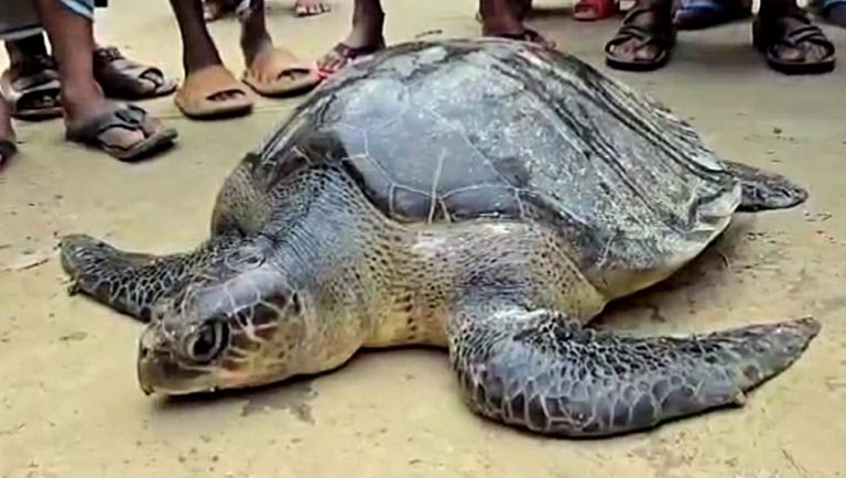 গলাচিপায় জেলের জালে ধরা পড়ল ৪২ কেজি ওজনের বিরল কচ্ছপ