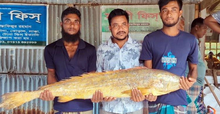 কুয়াকাটায় ১৪ কেজি ওজনের লম্বু পোয়া মাছ, বিক্রি ১০ হাজার টাকায়