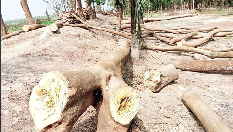 বেতাগীর সামাজিক বনায়নে হাজারো গাছের মৃত্যু পরোয়ানা