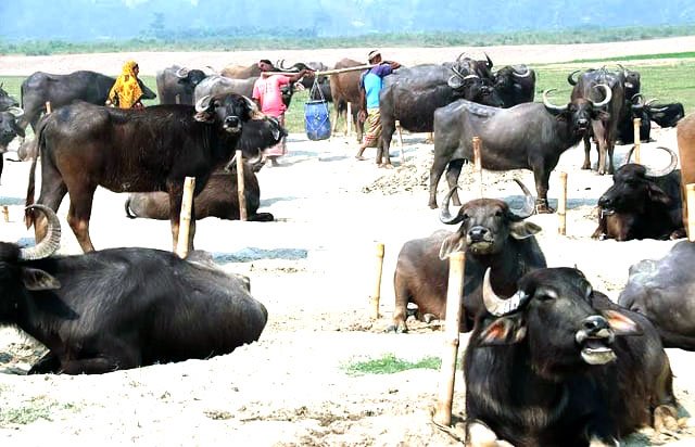 ভোলায় বাড়ছে মহিষ পালন, দুধ-দই বিক্রি করে স্বাবলম্বী হচ্ছেন চরের মানুষ